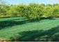 Olivgrüne Ernte-landwirtschaftliche Filetarbeit fournisseur